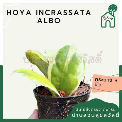 โฮย่า อินคราสซาตา อัลโบ้ กระถาง 3 นิ้ว - Hoya Incrassata Albo (ใบด่างสวย ดอกหอมมาก)