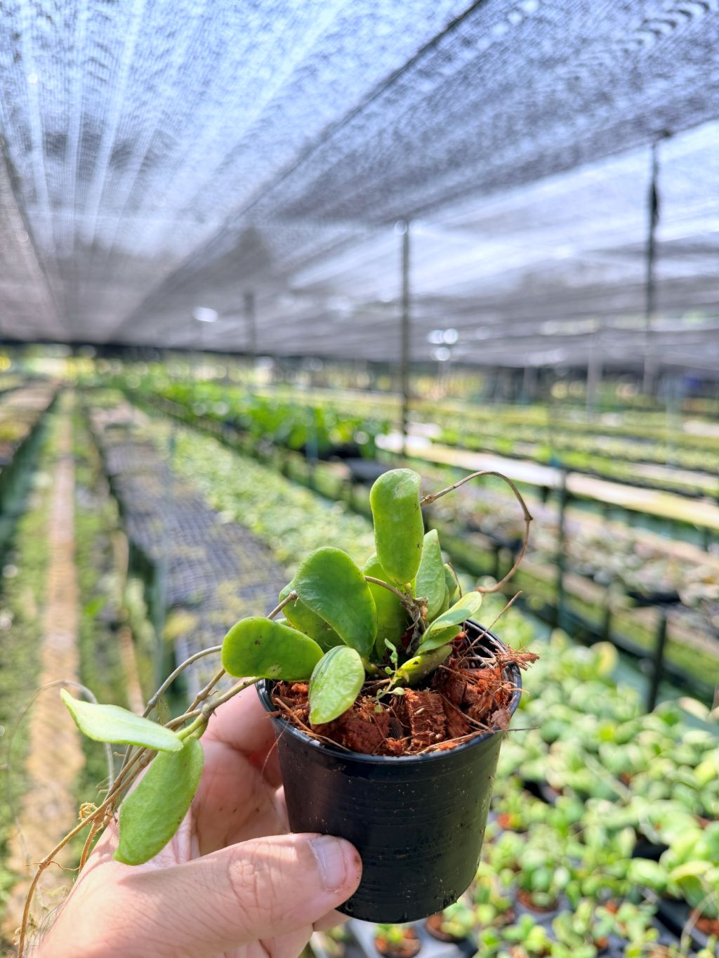 โฮย่า โรตุนดิฟลอร่า กระถาง 3 นิ้ว - Hoya Rotundiflora (ใบสี่เหลี่ยมขนปุย)