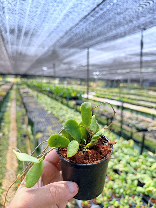 โฮย่า โรตุนดิฟลอร่า กระถาง 3 นิ้ว - Hoya Rotundiflora (ใบสี่เหลี่ยมขนปุย)
