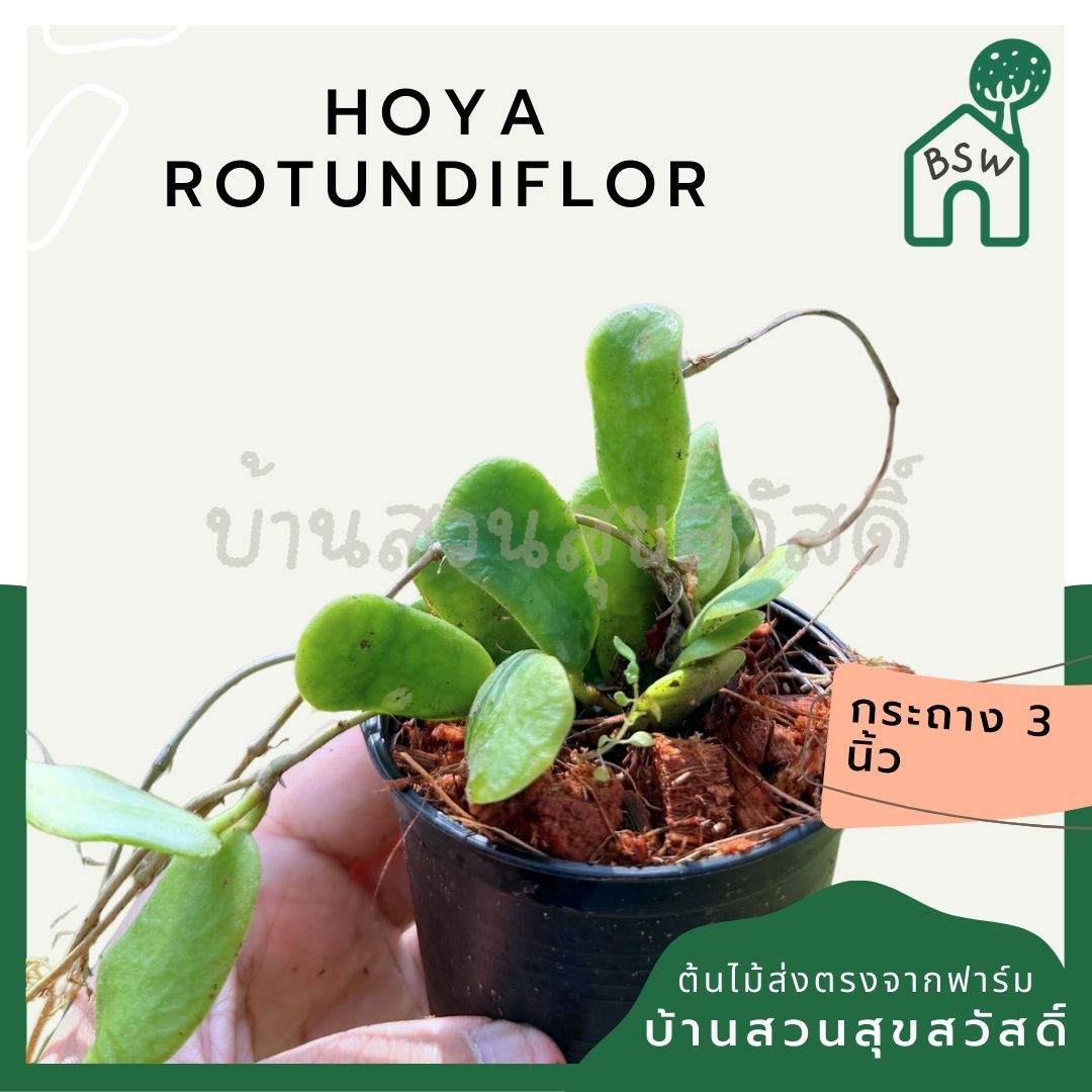 โฮย่า โรตุนดิฟลอร่า กระถาง 3 นิ้ว - Hoya Rotundiflora (ใบสี่เหลี่ยมขนปุย)