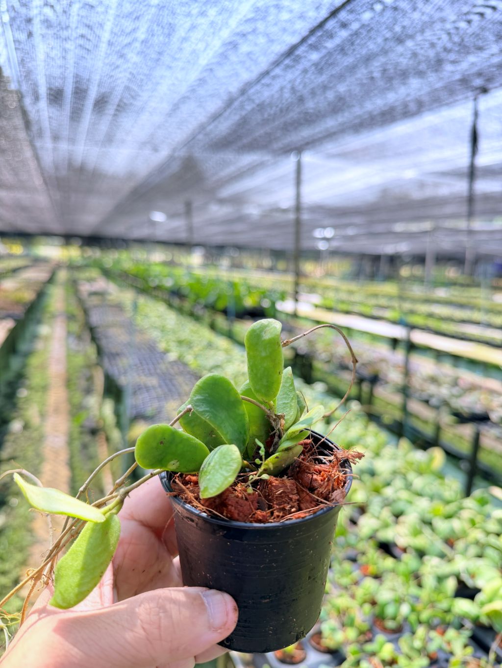 โฮย่า โรตุนดิฟลอร่า กระถาง 3 นิ้ว - Hoya Rotundiflora (ใบสี่เหลี่ยมขนปุย)