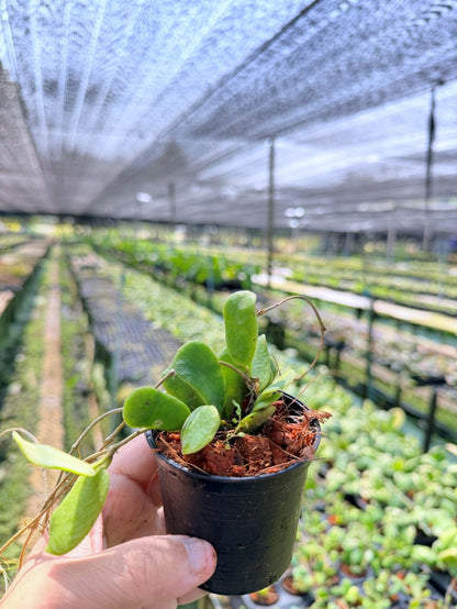 โฮย่า โรตุนดิฟลอร่า กระถาง 3 นิ้ว - Hoya Rotundiflora (ใบสี่เหลี่ยมขนปุย)