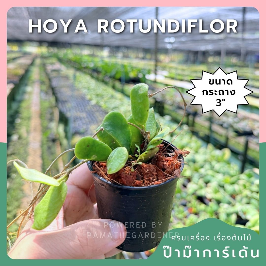 โฮย่า โรตุนดิฟลอร่า กระถาง 3 นิ้ว - Hoya Rotundiflora (ใบสี่เหลี่ยมขนปุย)