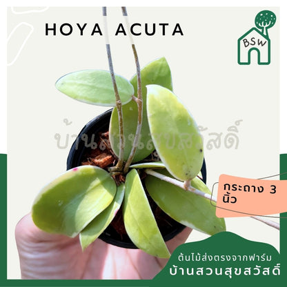 โฮย่า อะคูต้า กระถาง 3 นิ้ว - Hoya Acuta (ใบสวย ดอกหอม เลี้ยงง่าย)