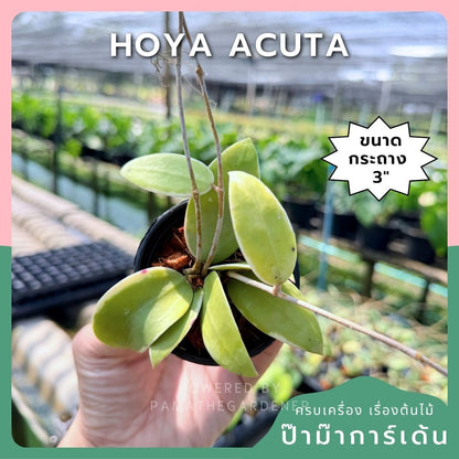 โฮย่า อะคูต้า กระถาง 3 นิ้ว - Hoya Acuta (ใบสวย ดอกหอม เลี้ยงง่าย)