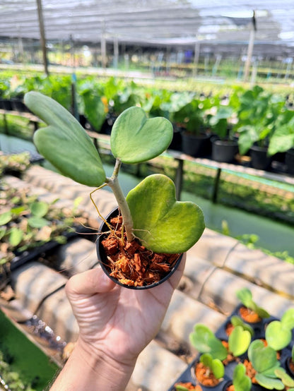 โฮย่าหัวใจ ด่างใน กระถาง 3 นิ้ว - Hoya Kerrii inside Variegated