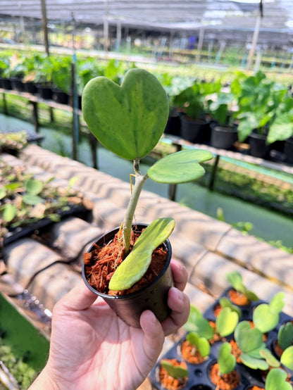 โฮย่าหัวใจ ด่างใน กระถาง 3 นิ้ว - Hoya Kerrii inside Variegated