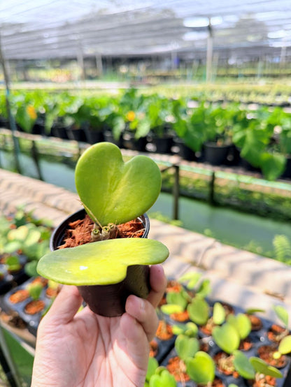 โฮย่าหัวใจ ด่างใน กระถาง 3 นิ้ว - Hoya Kerrii inside Variegated