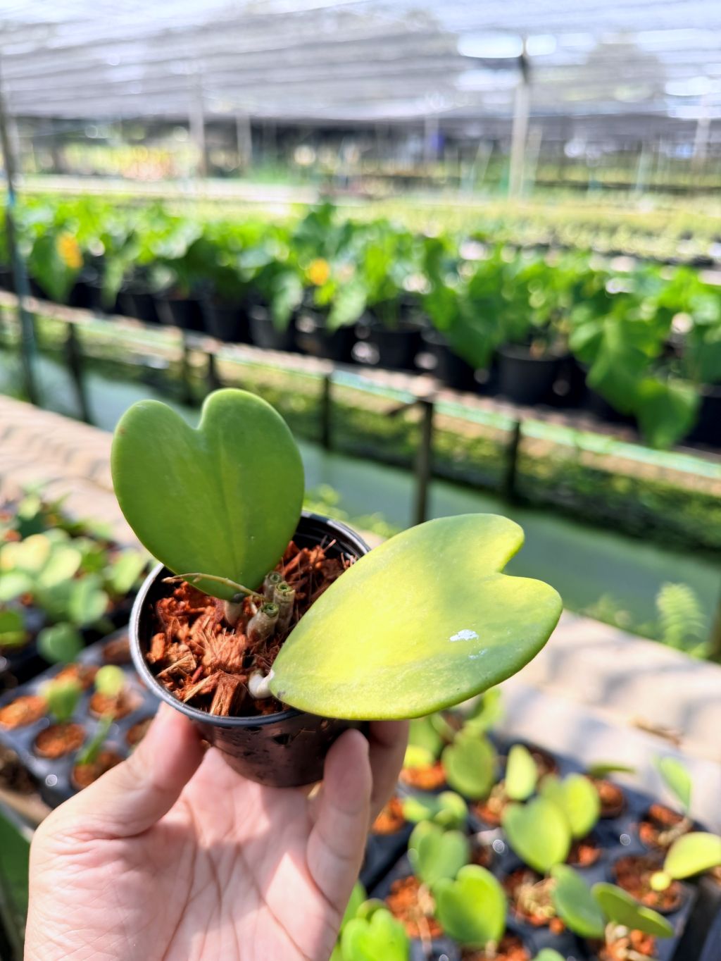 โฮย่าหัวใจ ด่างใน กระถาง 3 นิ้ว - Hoya Kerrii inside Variegated