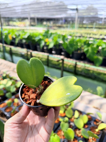โฮย่าหัวใจ ด่างใน กระถาง 3 นิ้ว - Hoya Kerrii inside Variegated