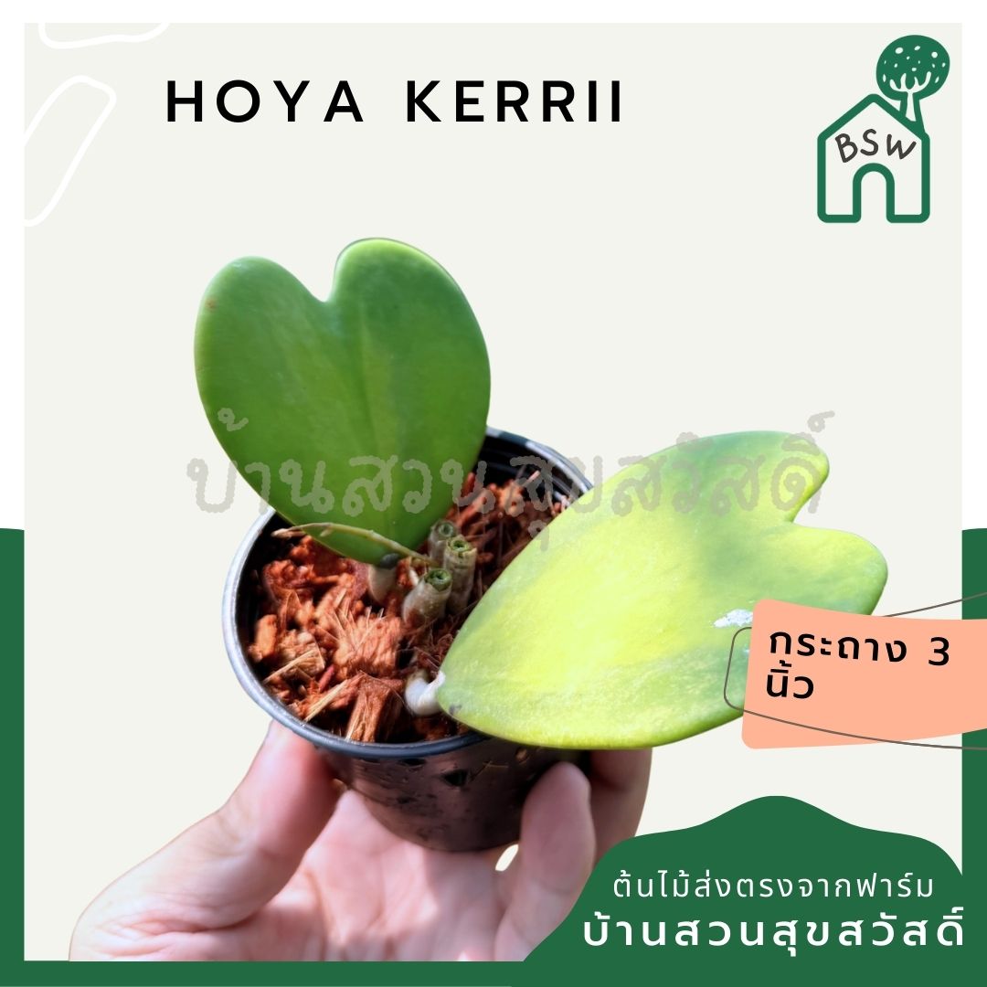 โฮย่าหัวใจ ด่างใน กระถาง 3 นิ้ว - Hoya Kerrii inside Variegated