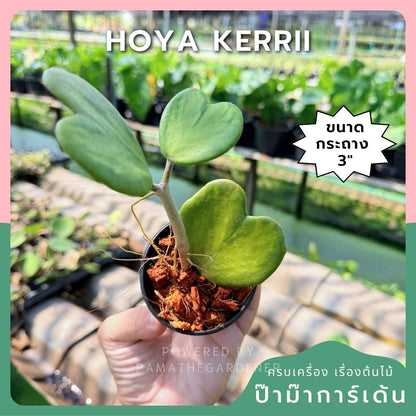 โฮย่าหัวใจ ด่างใน กระถาง 3 นิ้ว - Hoya Kerrii inside Variegated