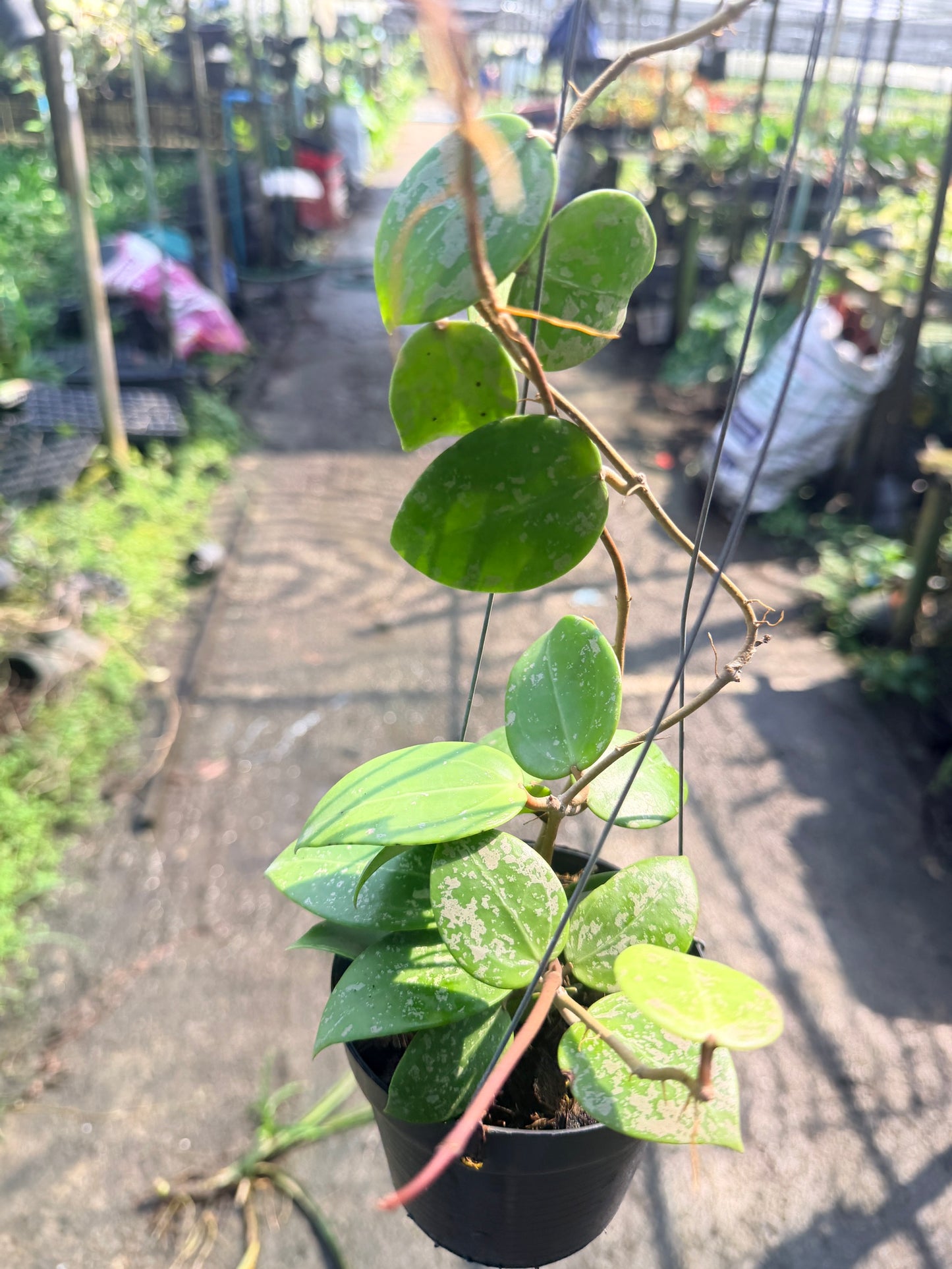 โฮย่า เวอร์ทิซิลลาต้า ฮาร์ท สแปลช กระถาง 4 นิ้ว - Hoya Verticillata Heart Splash