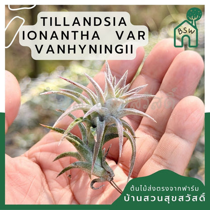 Tillandsia ionantha var. vanhyningii ขนาดเล็ก