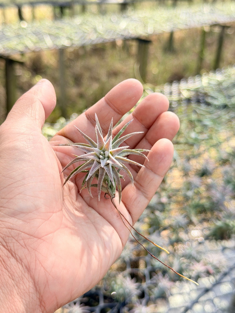 Tillandsia ionantha var. vanhyningii ขนาดเล็ก