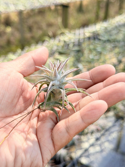 Tillandsia ionantha var. vanhyningii ขนาดเล็ก