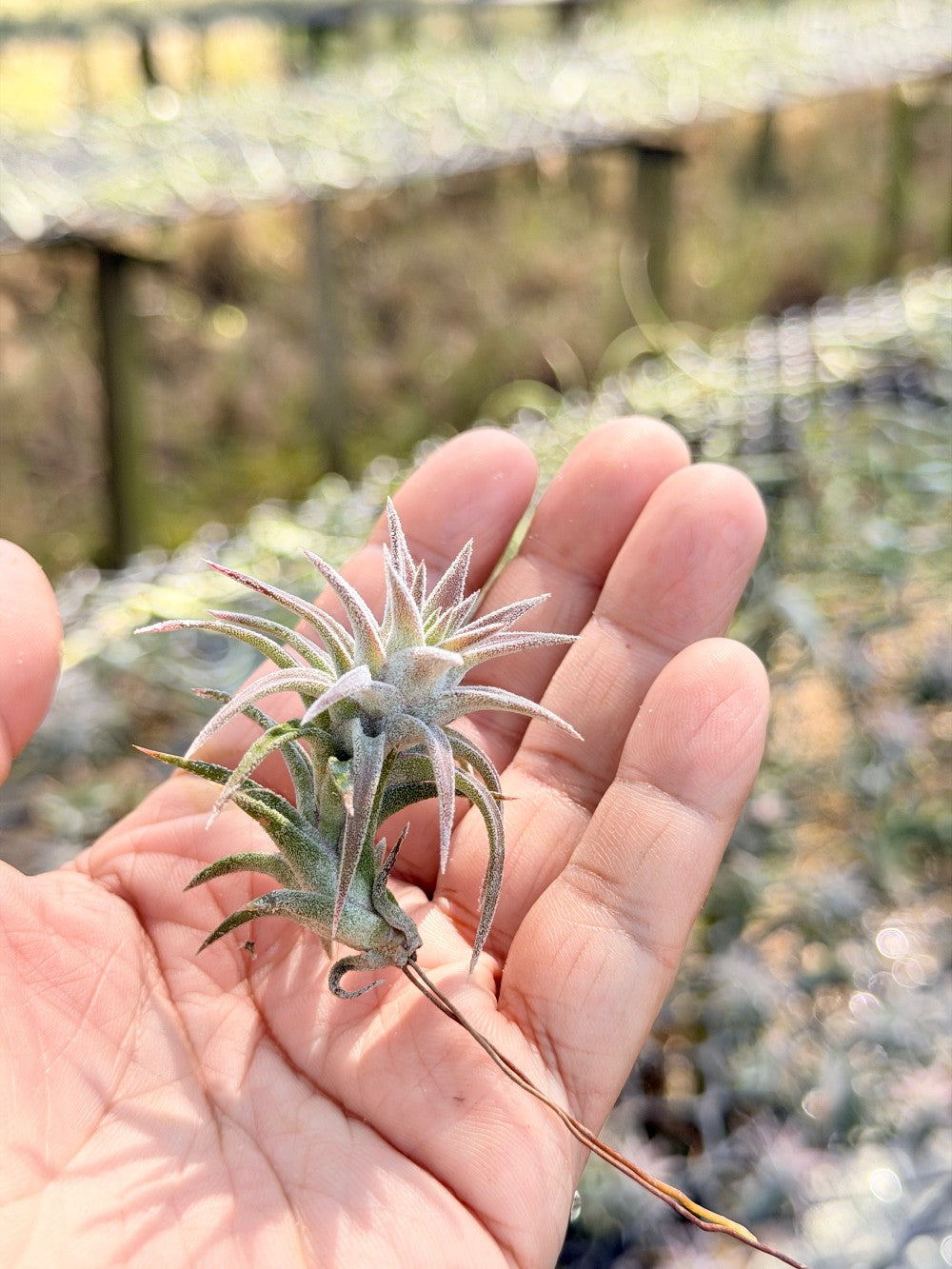 Tillandsia ionantha var. vanhyningii ขนาดเล็ก
