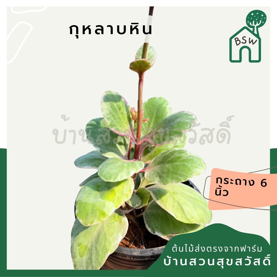 กุหลาบหิน 6 นิ้ว - Echeveria / Succulent