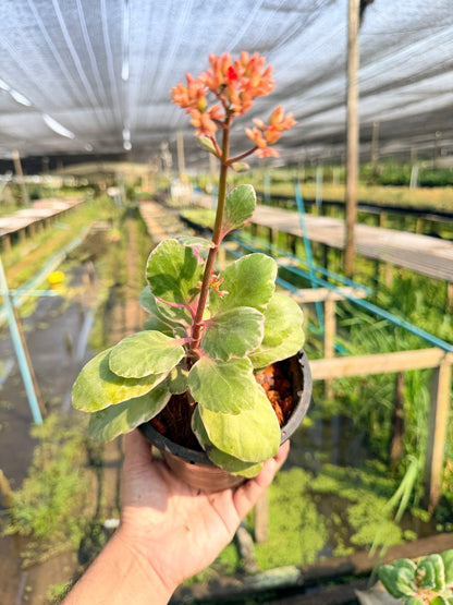 กุหลาบหิน 6 นิ้ว - Echeveria / Succulent