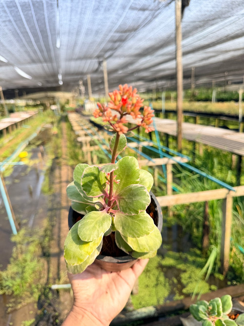 กุหลาบหิน 6 นิ้ว - Echeveria / Succulent