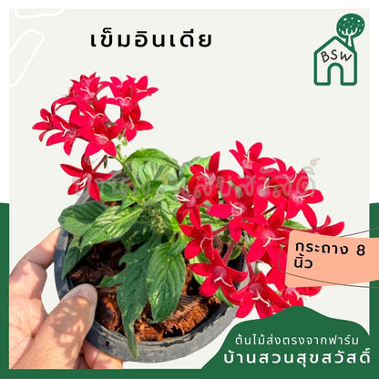 เข็มอินเดีย 6 นิ้ว (มีสีแดง ชมพู ม่วง) - Egyptian Star Cluster