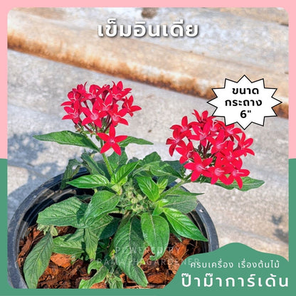 เข็มอินเดีย 6 นิ้ว (มีสีแดง ชมพู ม่วง) - Egyptian Star Cluster