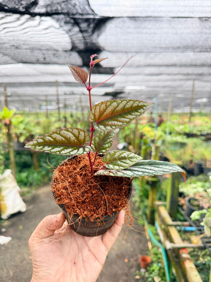 พลูนางฟ้า 4 นิ้ว - Silver Satin Pothos