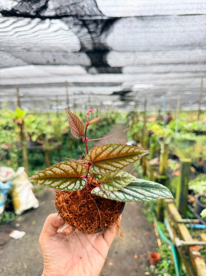 พลูนางฟ้า 4 นิ้ว - Silver Satin Pothos