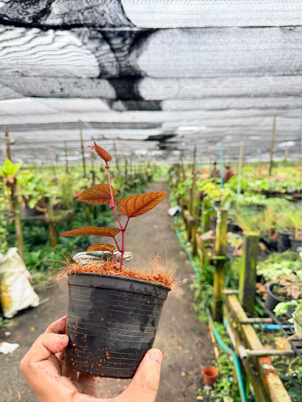 พลูนางฟ้า 4 นิ้ว - Silver Satin Pothos