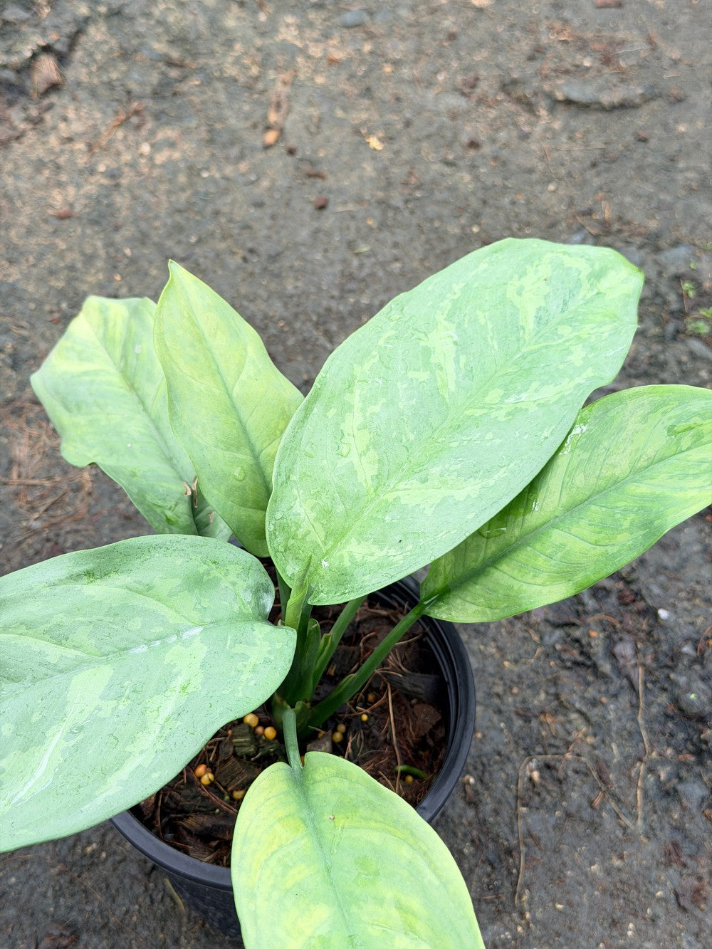 เงินเต็มบ้าน 6 นิ้ว - Dieffenbachia