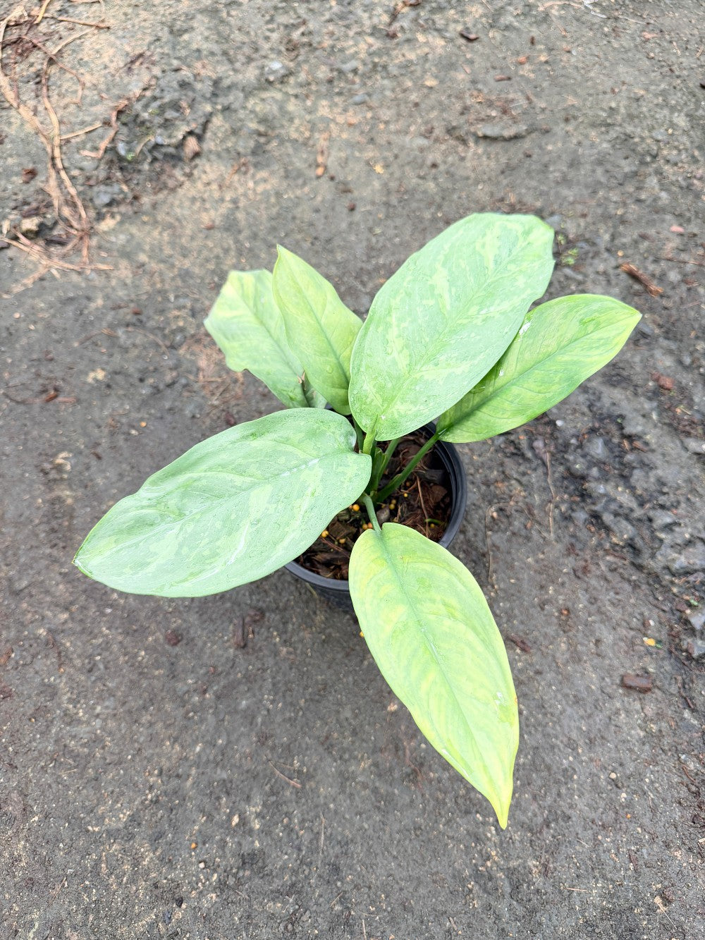 เงินเต็มบ้าน 6 นิ้ว - Dieffenbachia