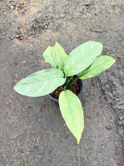 เงินเต็มบ้าน 6 นิ้ว - Dieffenbachia