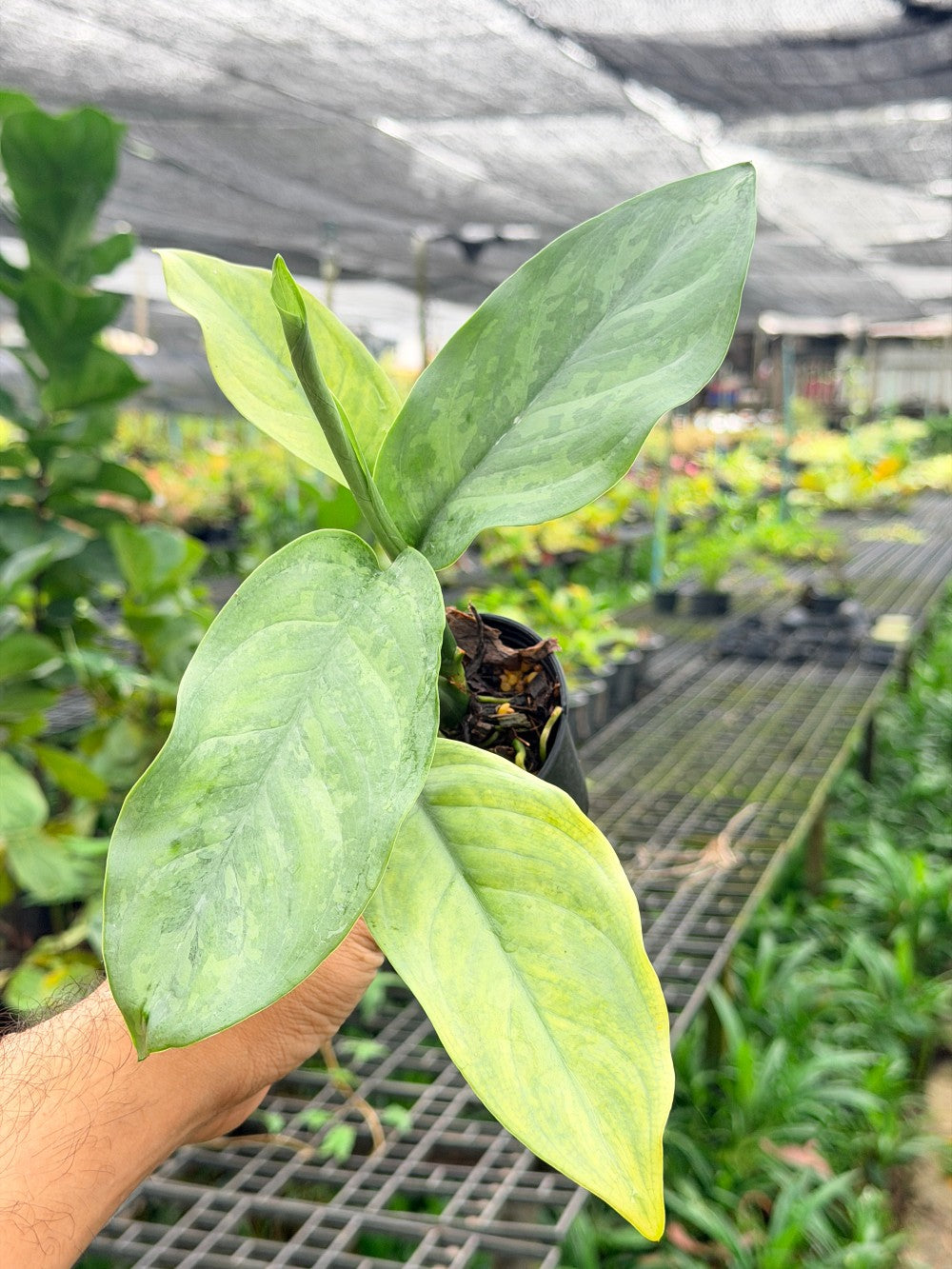 เงินเต็มบ้าน 6 นิ้ว - Dieffenbachia