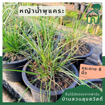 หญ้าน้ำพุแคระ 8 นิ้ว - Dwarf Fountain Grass