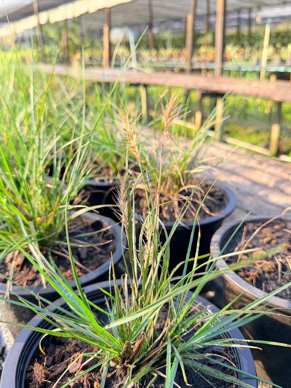 หญ้าน้ำพุแคระ 8 นิ้ว - Dwarf Fountain Grass