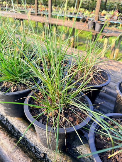 หญ้าน้ำพุแคระ 8 นิ้ว - Dwarf Fountain Grass