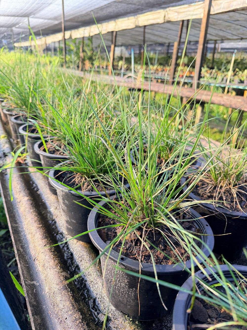 หญ้าน้ำพุแคระ 8 นิ้ว - Dwarf Fountain Grass