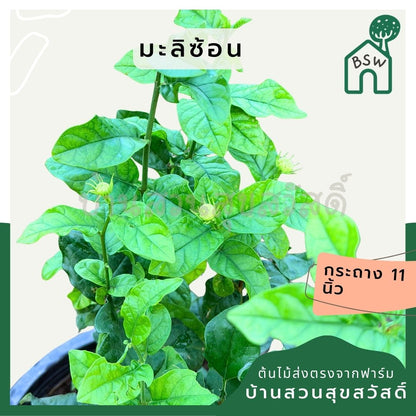 มะลิซ้อน 11 นิ้ว - Arabian Jasmine