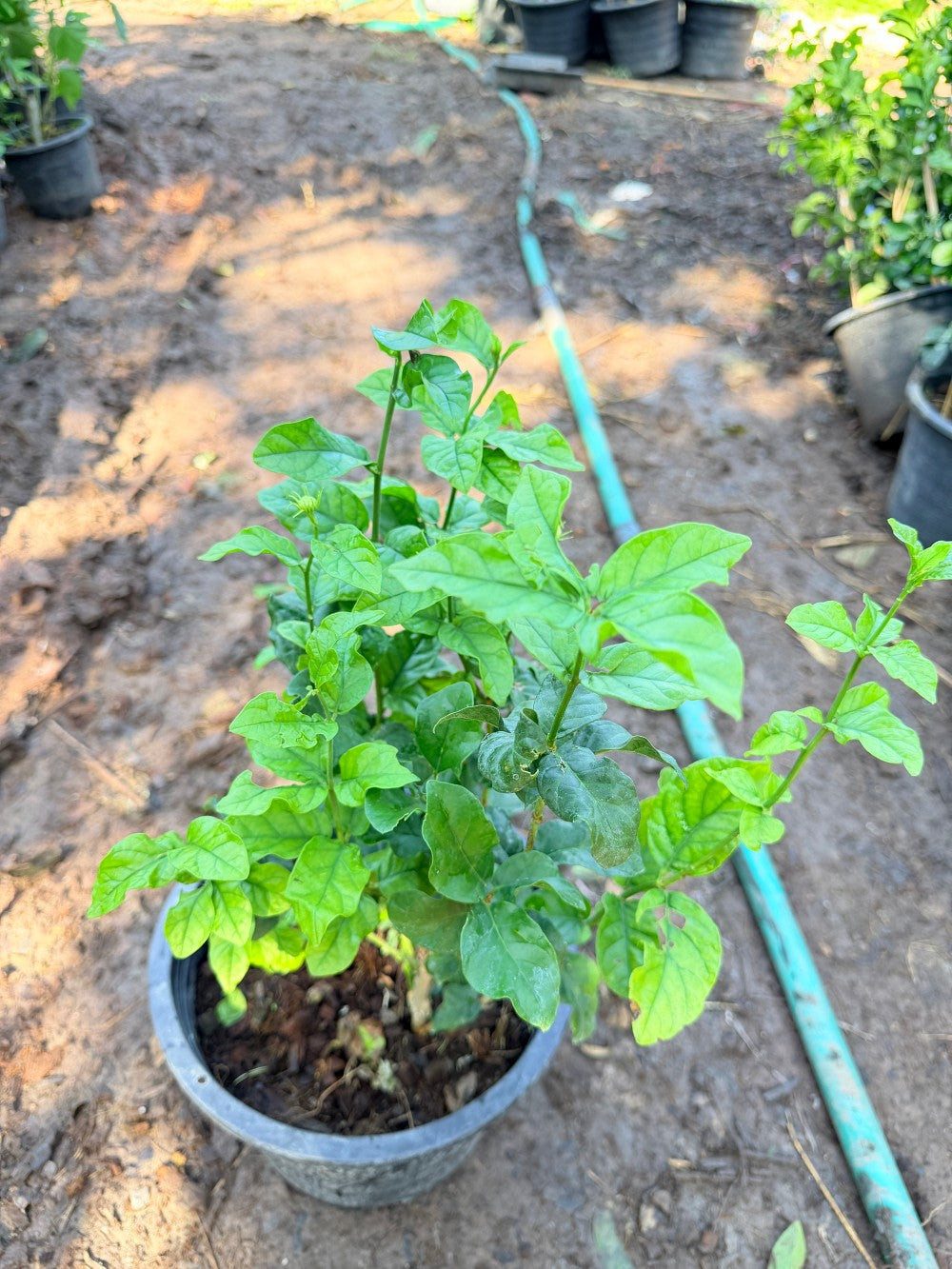 มะลิซ้อน 11 นิ้ว - Arabian Jasmine