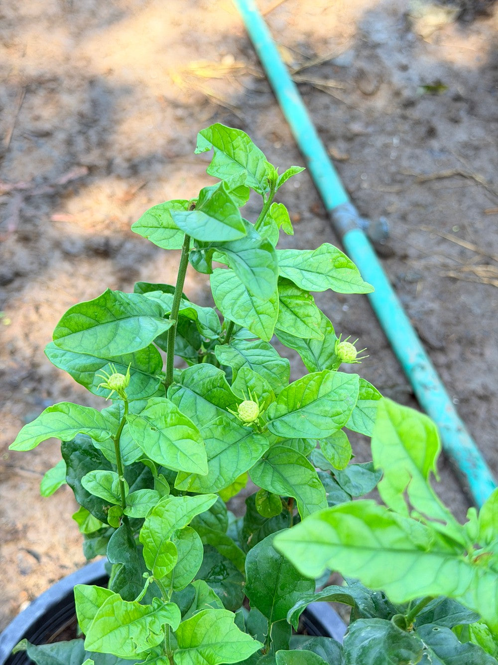 มะลิซ้อน 11 นิ้ว - Arabian Jasmine