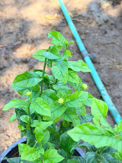 มะลิซ้อน 11 นิ้ว - Arabian Jasmine