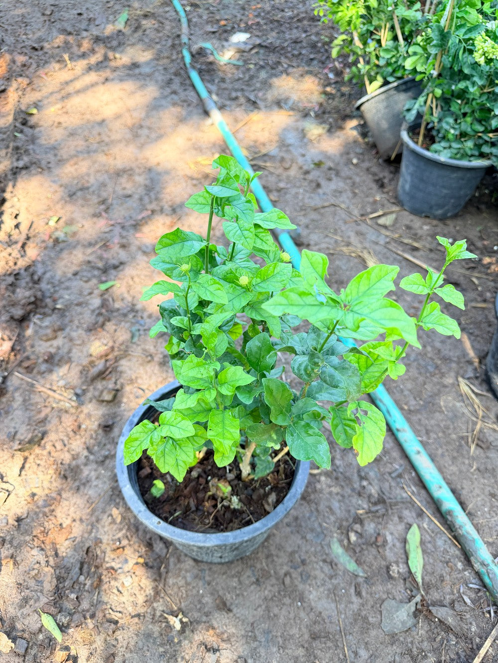 มะลิซ้อน 11 นิ้ว - Arabian Jasmine