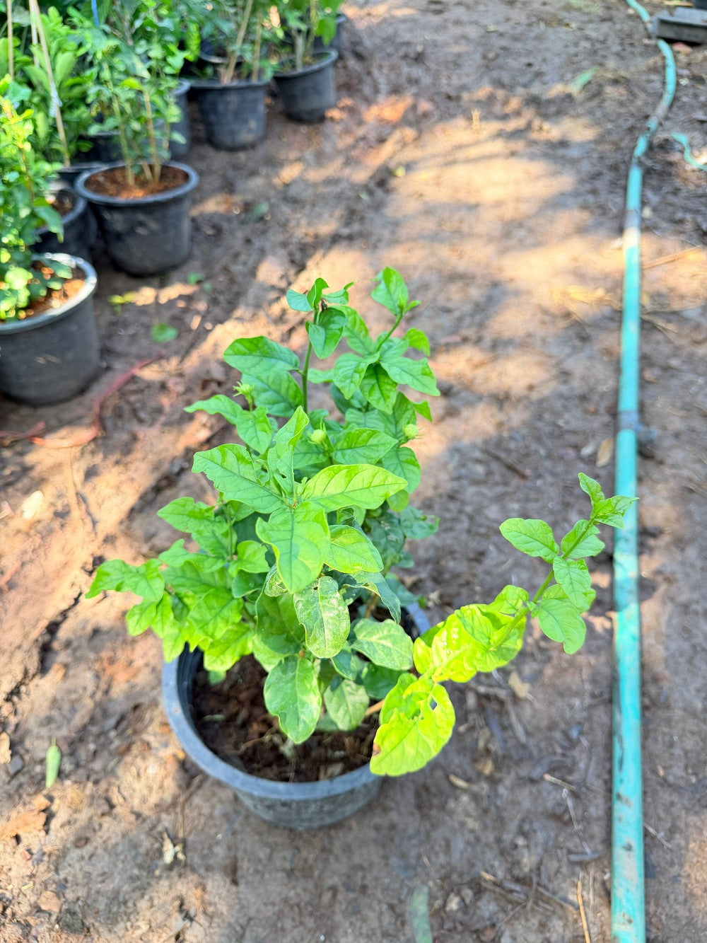 มะลิซ้อน 11 นิ้ว - Arabian Jasmine