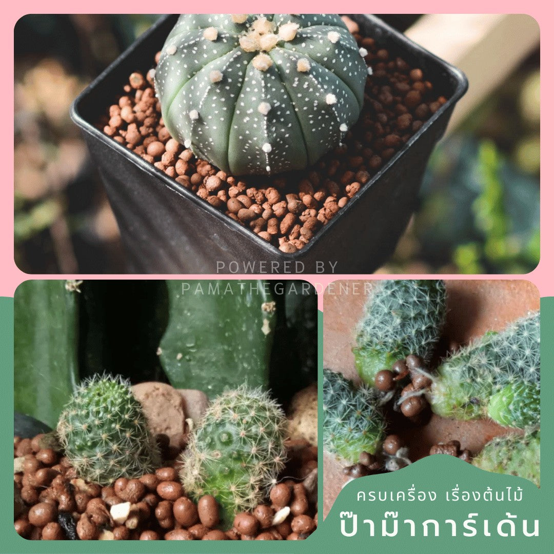 ป๊อปเปอร์ เม็ดดินเผา มวลเบา ขนาด S/M/L/XL บรรจุ 1L, 2L, 4L - Popper Expanded Clay Pellets