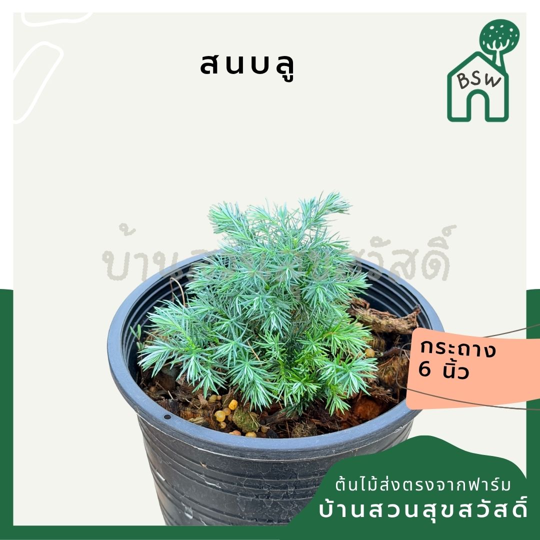 สนบลู ขนาดกระถาง 6 นิ้ว