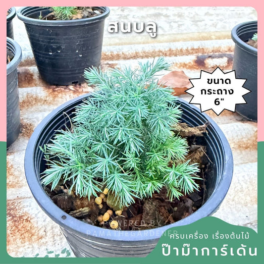 สนบลู ขนาดกระถาง 6 นิ้ว
