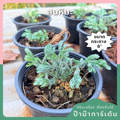 ชื่อสินค้า: สนหิมะ 6 นิ้ว - Ellwood's Gold / Snow Cypress
