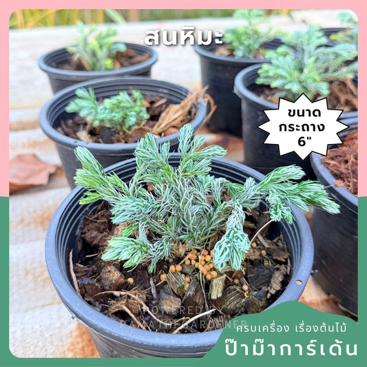 ชื่อสินค้า: สนหิมะ 6 นิ้ว - Ellwood's Gold / Snow Cypress