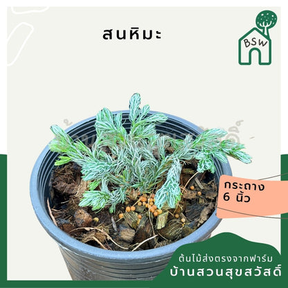 ชื่อสินค้า: สนหิมะ 6 นิ้ว - Ellwood's Gold / Snow Cypress