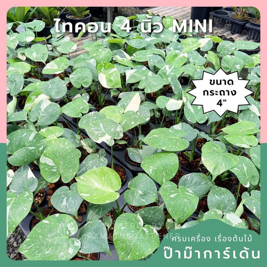 มอนสเตอร่า ไทคอนสเตลเลชั่น (เนื้อเยื่อ) 4 นิ้ว - Monstera Thai Constellation